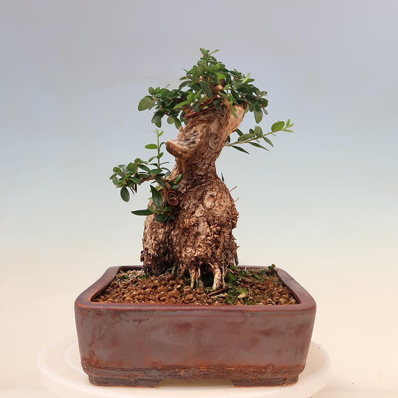 Indoor-Bonsai - Olea europaea sylvestris - Europäisches kleinblättriges Olivenöl