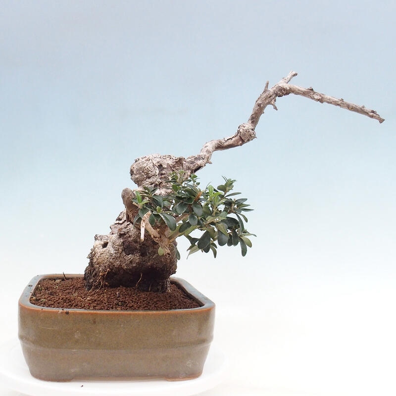 Zimmerbonsai – Olea europaea sylvestris – Kleinblättrige europäische Olive