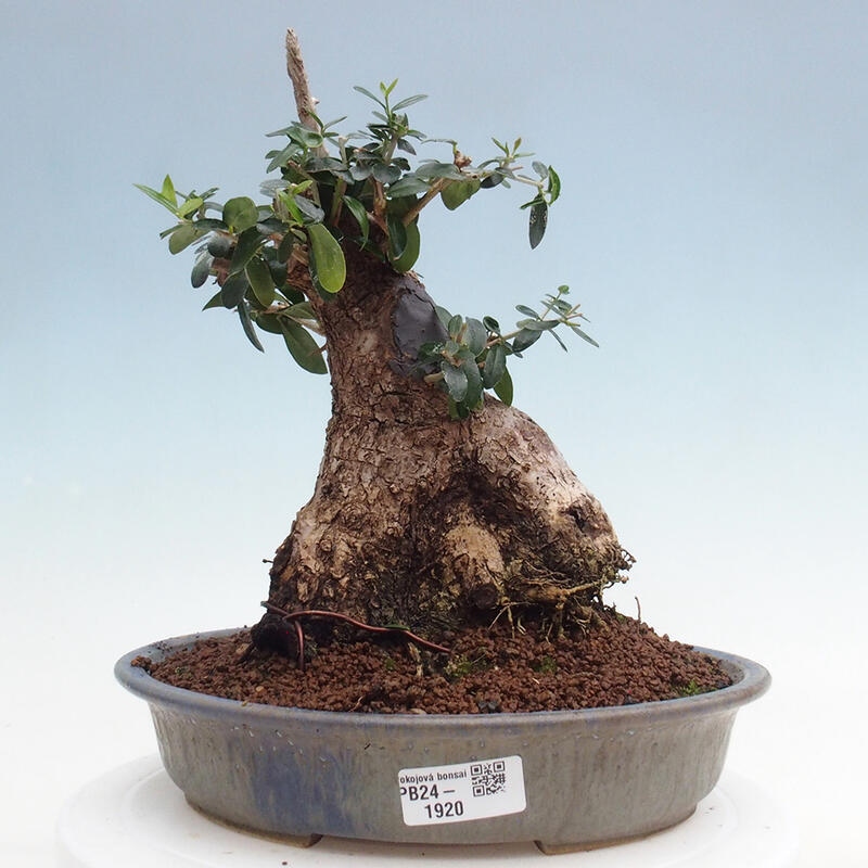 Zimmerbonsai – Olea europaea sylvestris – Kleinblättrige europäische Olive