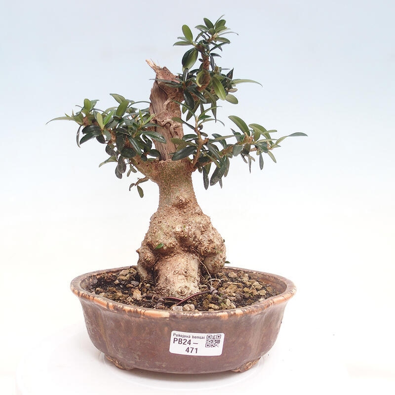 Indoor-Bonsai - Olea europaea sylvestris - Europäisches kleinblättriges Olivenöl