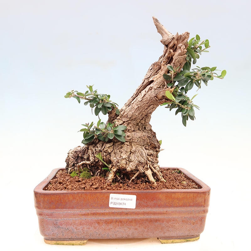 Zimmerbonsai – Olea europaea sylvestris – Kleinblättrige europäische Olive