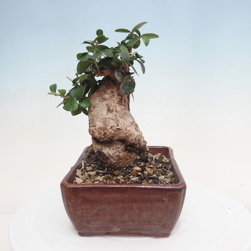 Indoor-Bonsai - Olea europaea sylvestris - Europäisches kleinblättriges Olivenöl