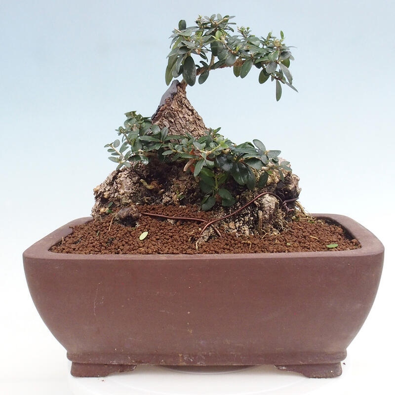 Zimmerbonsai – Olea europaea sylvestris – Kleinblättrige europäische Olive