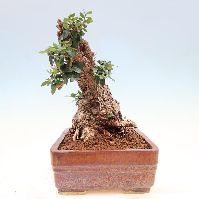 Zimmerbonsai – Olea europaea sylvestris – Kleinblättrige europäische Olive