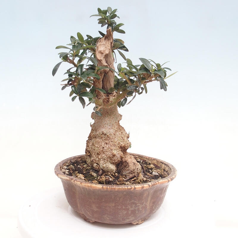 Indoor-Bonsai - Olea europaea sylvestris - Europäisches kleinblättriges Olivenöl