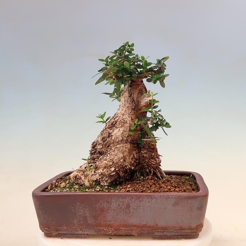 Indoor-Bonsai - Olea europaea sylvestris - Europäisches kleinblättriges Olivenöl