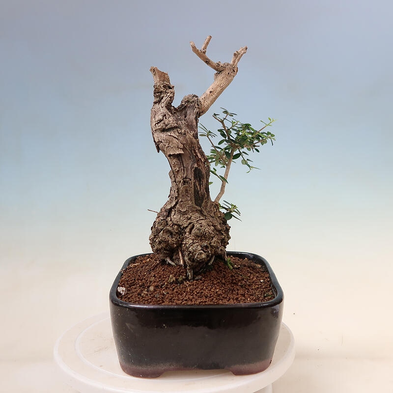 Indoor-Bonsai - Olea europaea sylvestris - Europäisches kleinblättriges Olivenöl