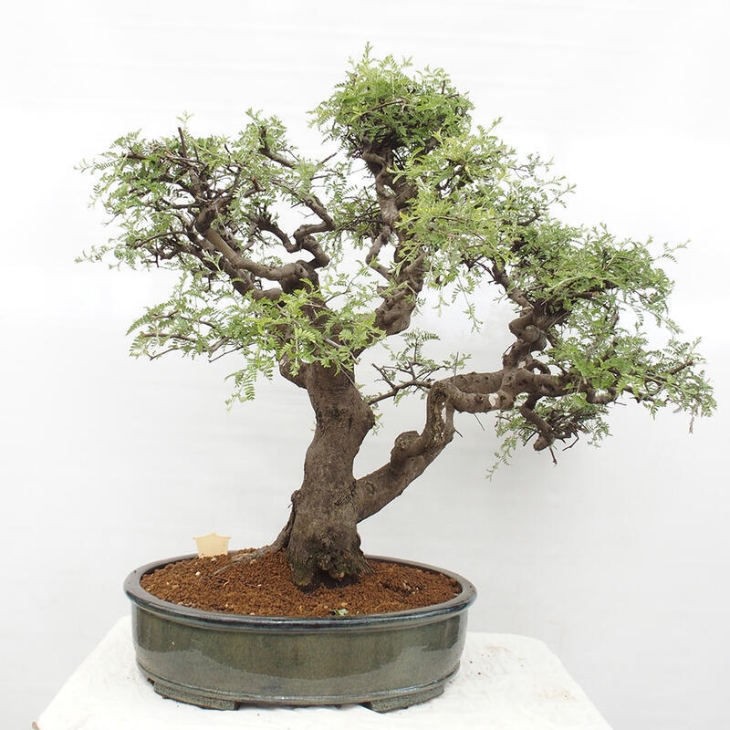 Zimmerbonsai - Osteomeles anthyllidifolia