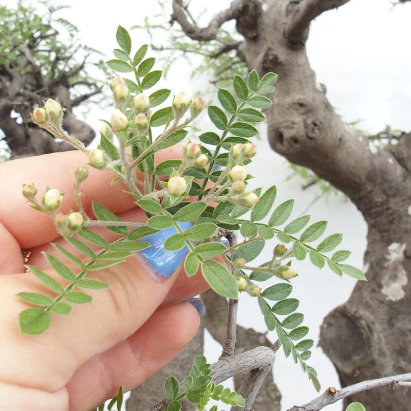 Zimmerbonsai - Osteomeles anthyllidifolia