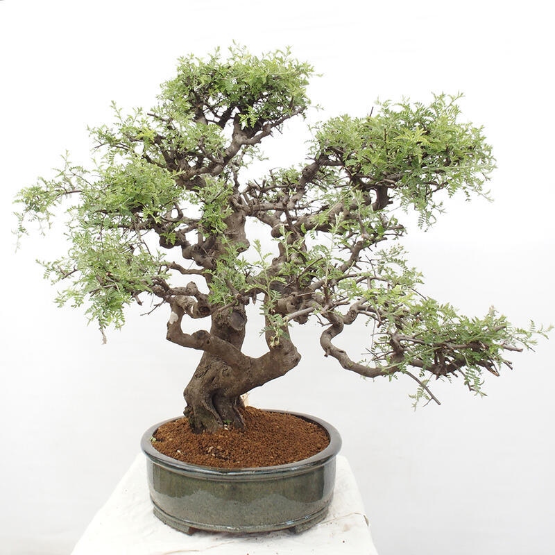 Zimmerbonsai - Osteomeles anthyllidifolia