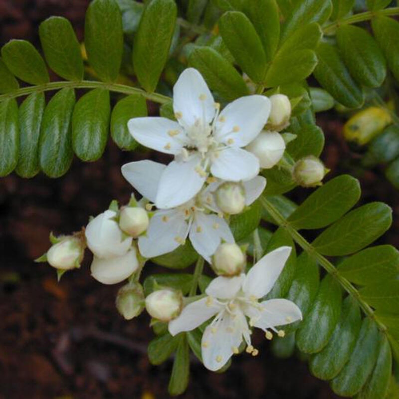 Zimmerbonsai - Osteomeles anthyllidifolia