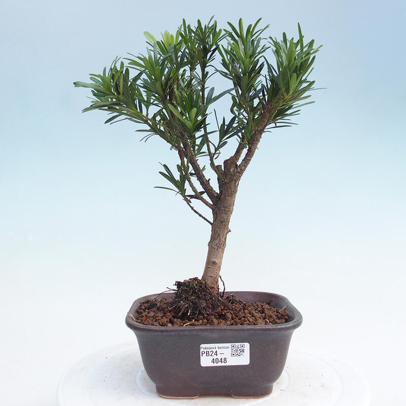 Zimmerbonsai - Podocarpus - Steineibe