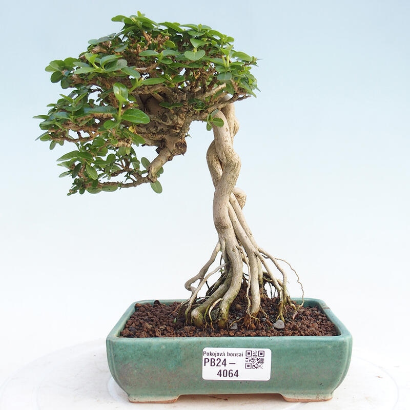 Zimmerbonsai - Premna serratifolia - Kleinblättriger Klatsch