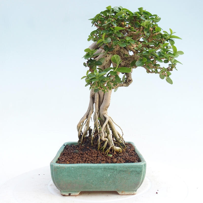 Zimmerbonsai - Premna serratifolia - Kleinblättriger Klatsch