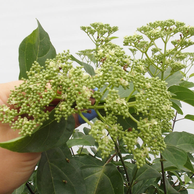 Zimmerbonsai - Premna serratifolia - Kozlovon kleinblättrig