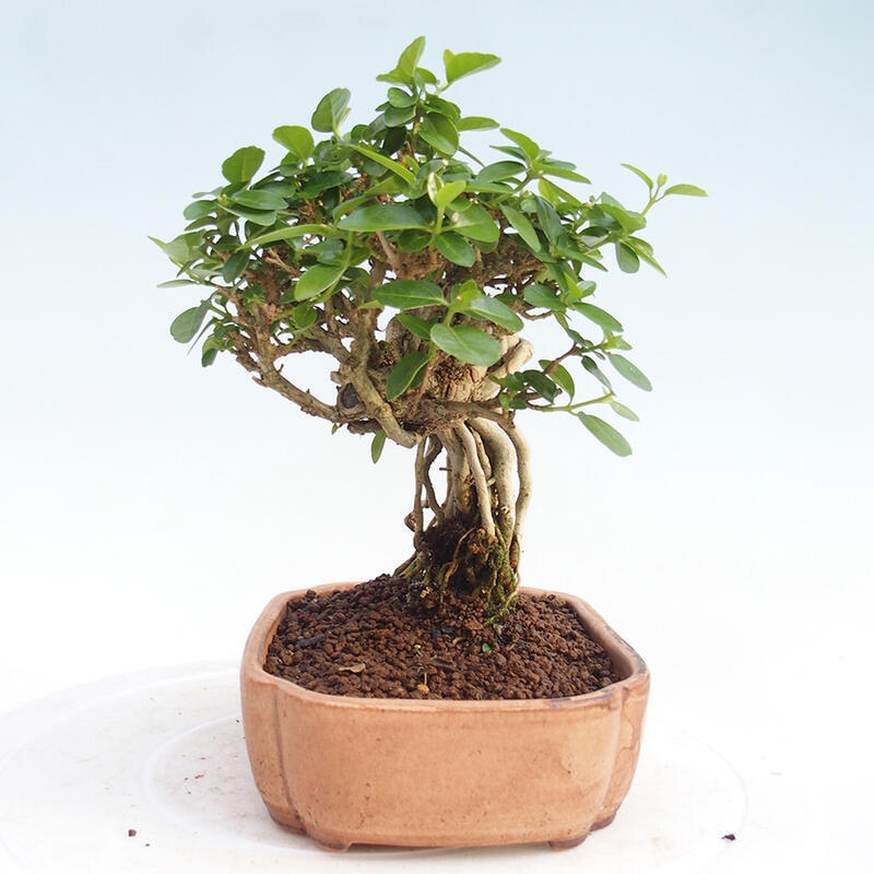 Zimmerbonsai - Premna serratifolia - Kleinblättriger Klatsch