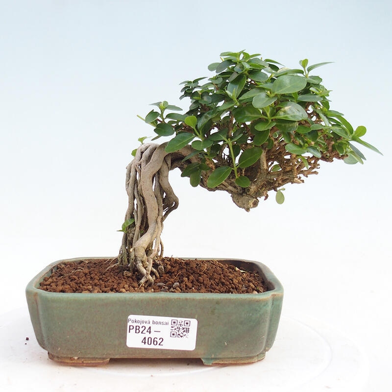 Zimmerbonsai - Premna serratifolia - Kleinblättriger Klatsch