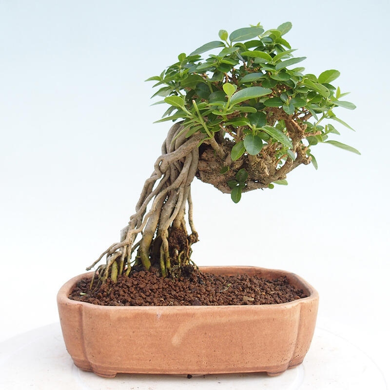 Zimmerbonsai - Premna serratifolia - Kleinblättriger Klatsch