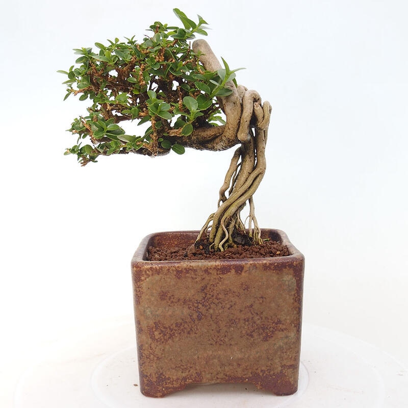 Zimmerbonsai - Premna serratifolia - Kozlovon kleinblättrig