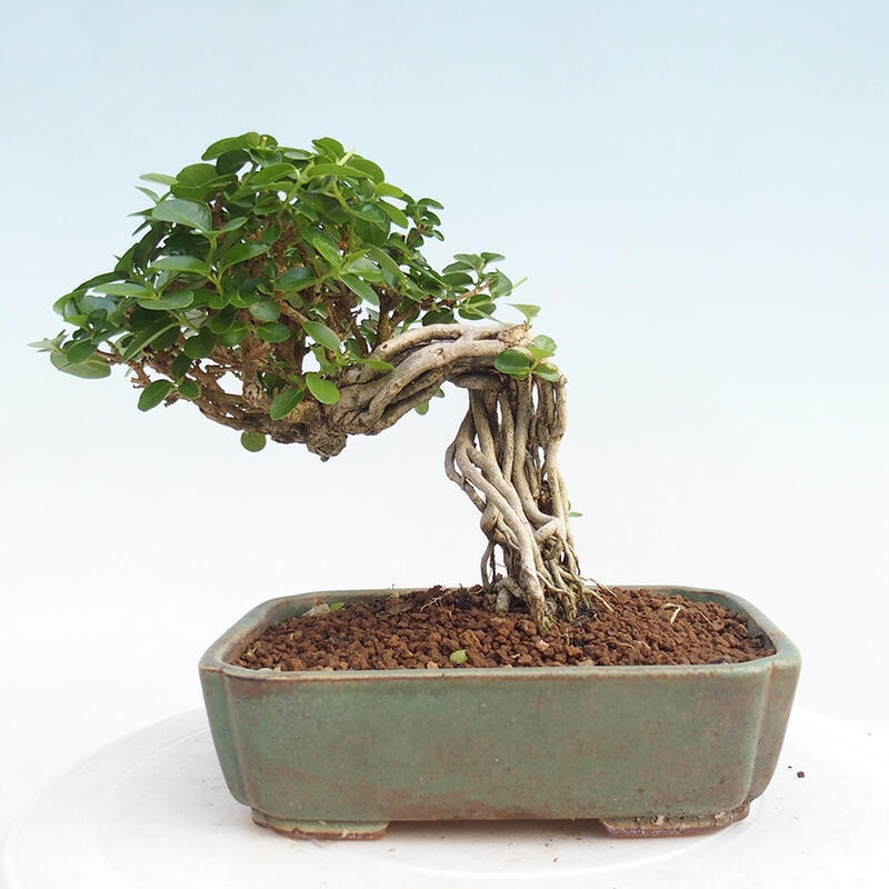 Zimmerbonsai - Premna serratifolia - Kleinblättriger Klatsch