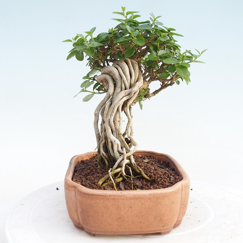 Zimmerbonsai - Premna serratifolia - Kleinblättriger Klatsch