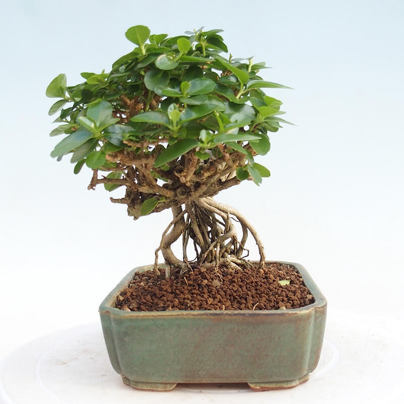 Zimmerbonsai - Premna serratifolia - Kleinblättriger Klatsch