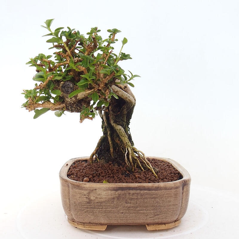 Zimmerbonsai - Premna serratifolia - Kozlovon kleinblättrig