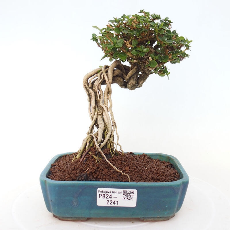 Zimmerbonsai - Premna serratifolia - Kozlovon kleinblättrig