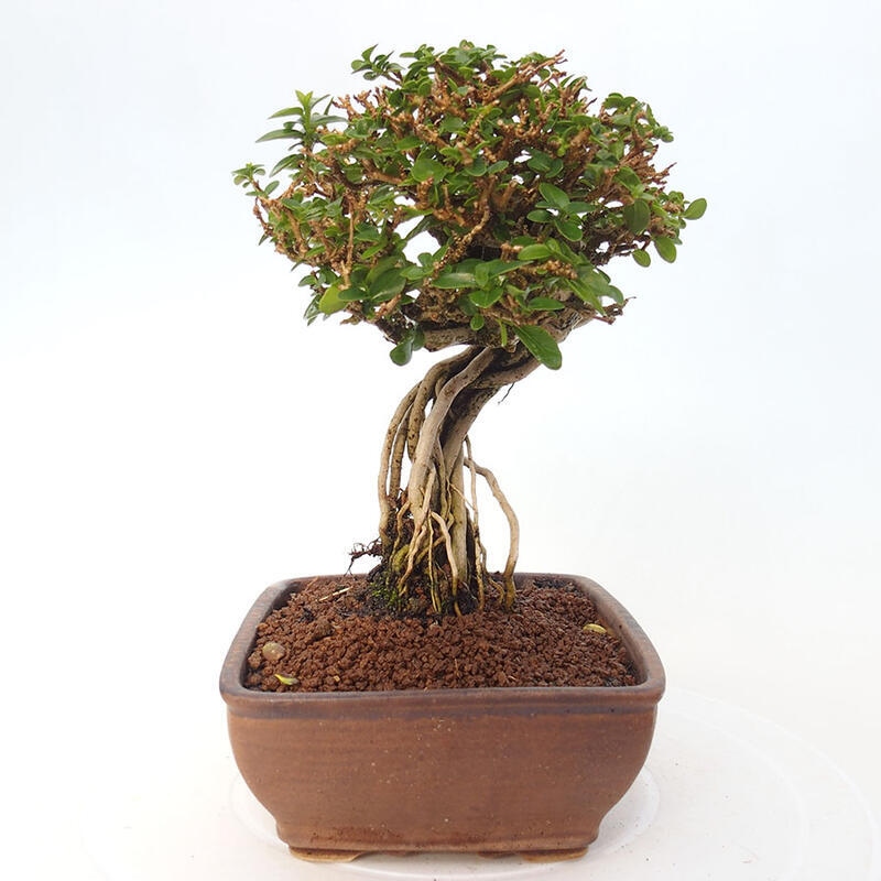 Zimmerbonsai - Premna serratifolia - Kozlovon kleinblättrig