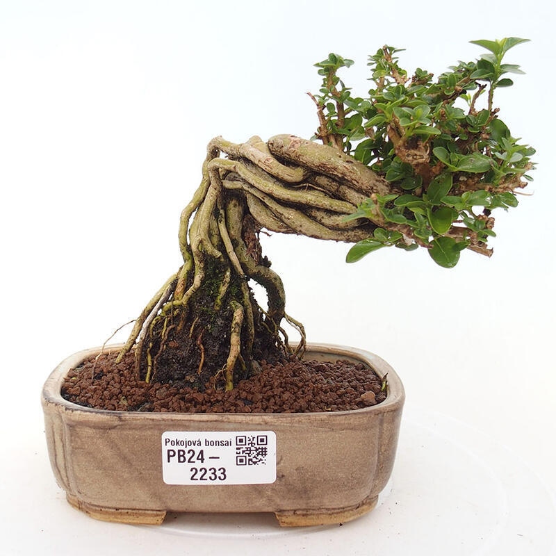 Zimmerbonsai - Premna serratifolia - Kozlovon kleinblättrig