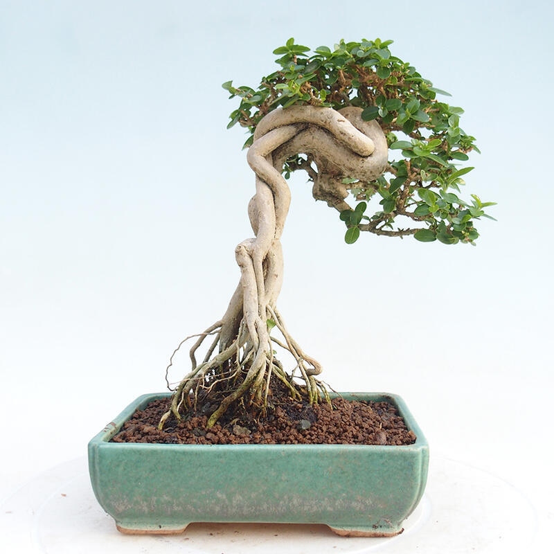 Zimmerbonsai - Premna serratifolia - Kleinblättriger Klatsch