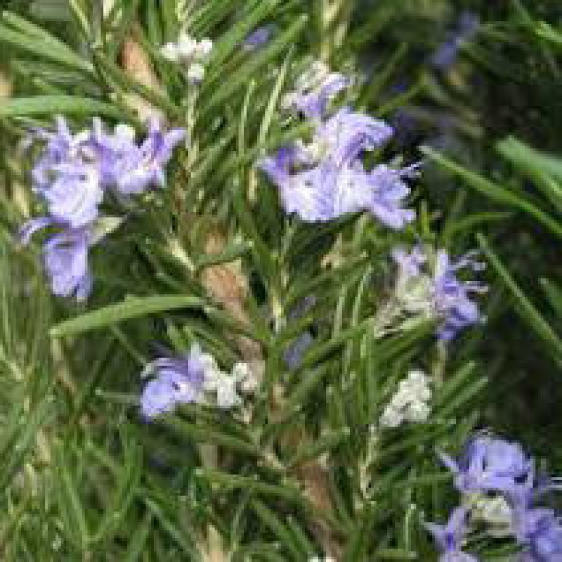 Zimmerbonsai - Rosmarin-Rosmarinus officinalis