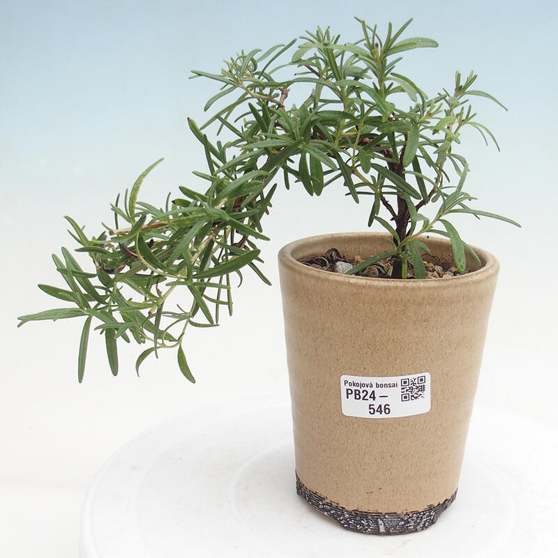 Zimmerbonsai - Rosmarin-Rosmarinus officinalis