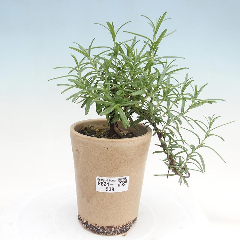 Zimmerbonsai - Rosmarin-Rosmarinus officinalis