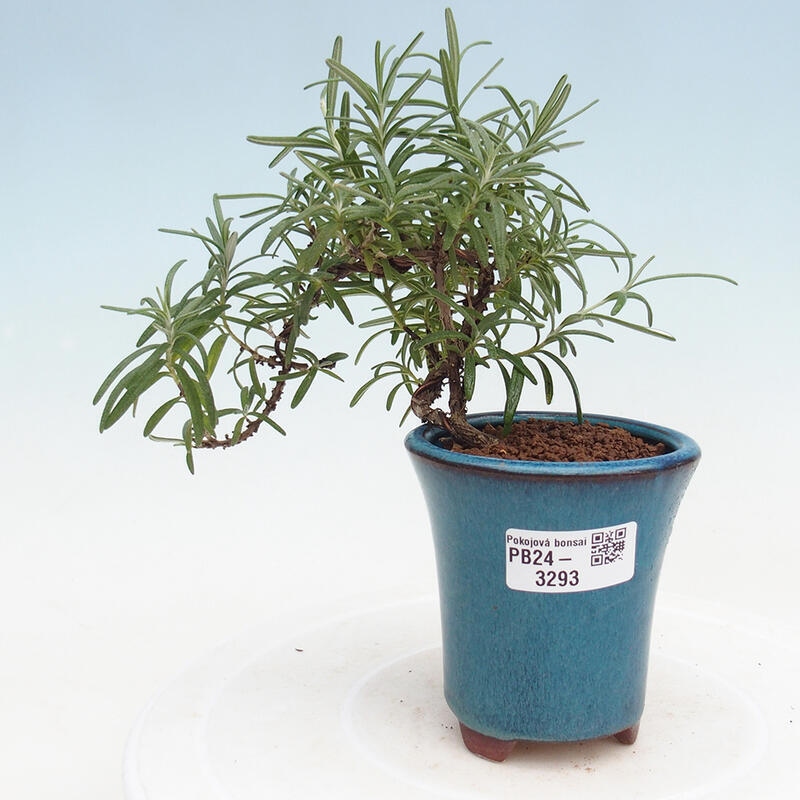 Zimmerbonsai - Rosmarin-Rosmarinus officinalis