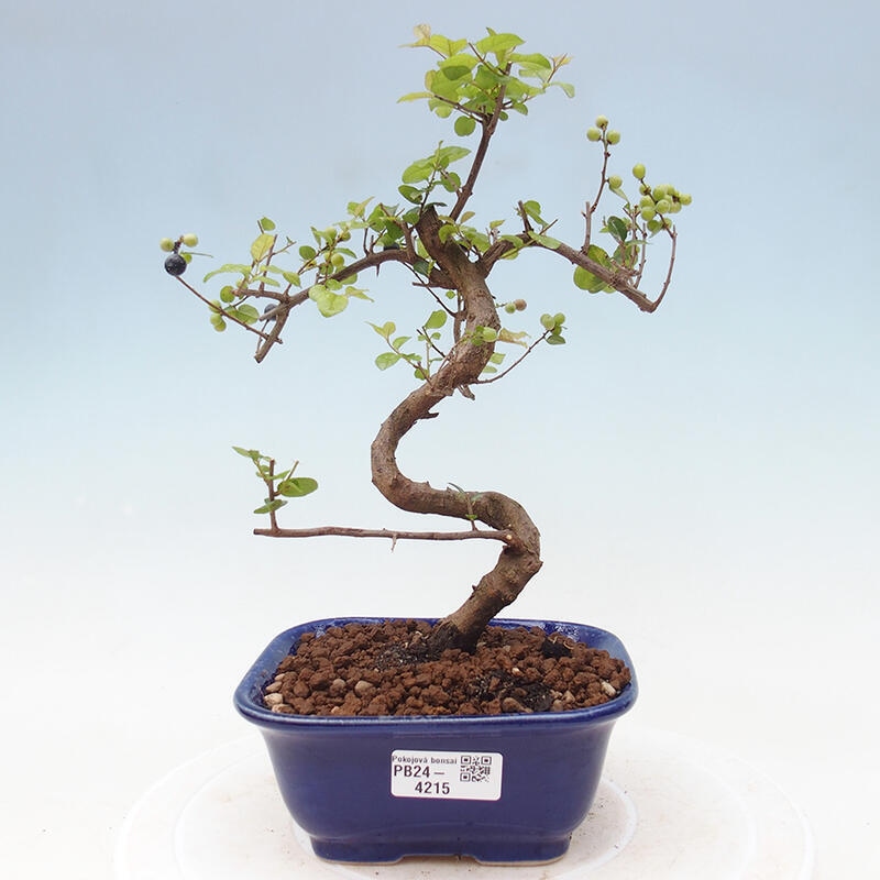 Zimmerbonsai - Sagerécie thea - Sagerécie thea