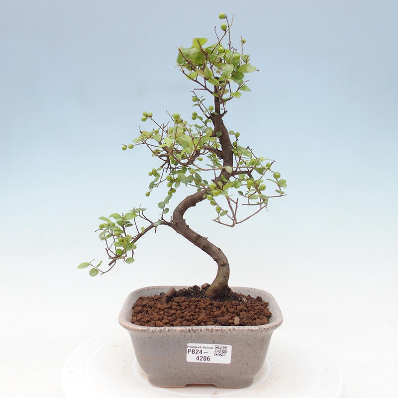 Zimmerbonsai - Sagerécie thea - Sagerécie thea