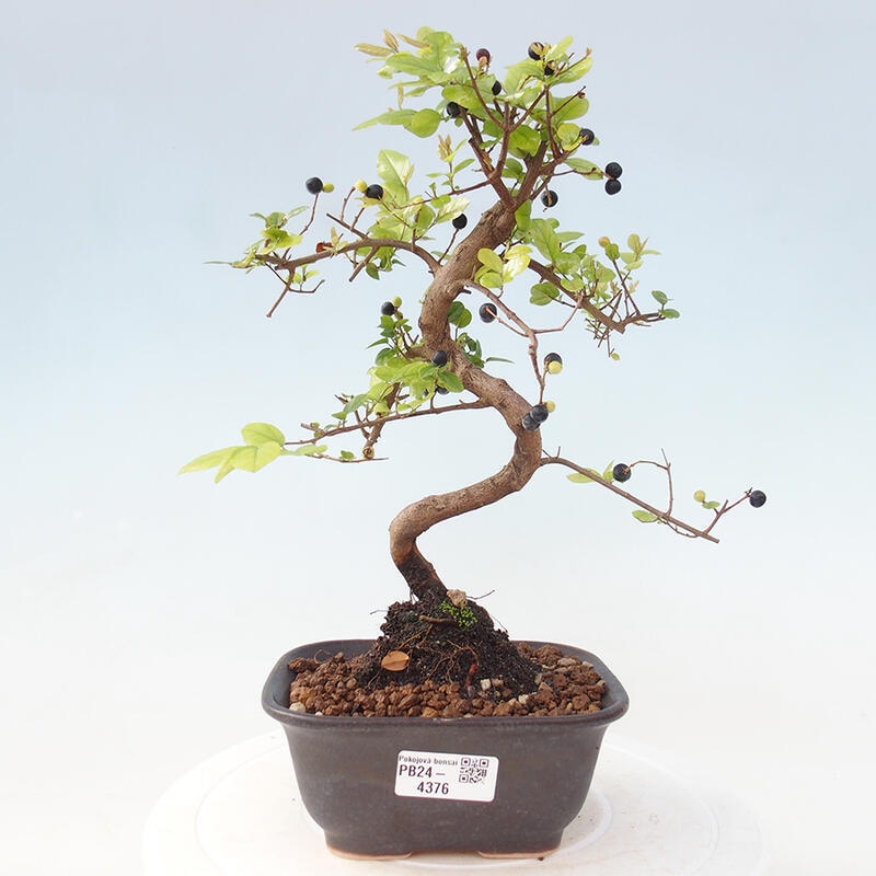 Zimmerbonsai - Sagerécie thea - Sagerécie thea