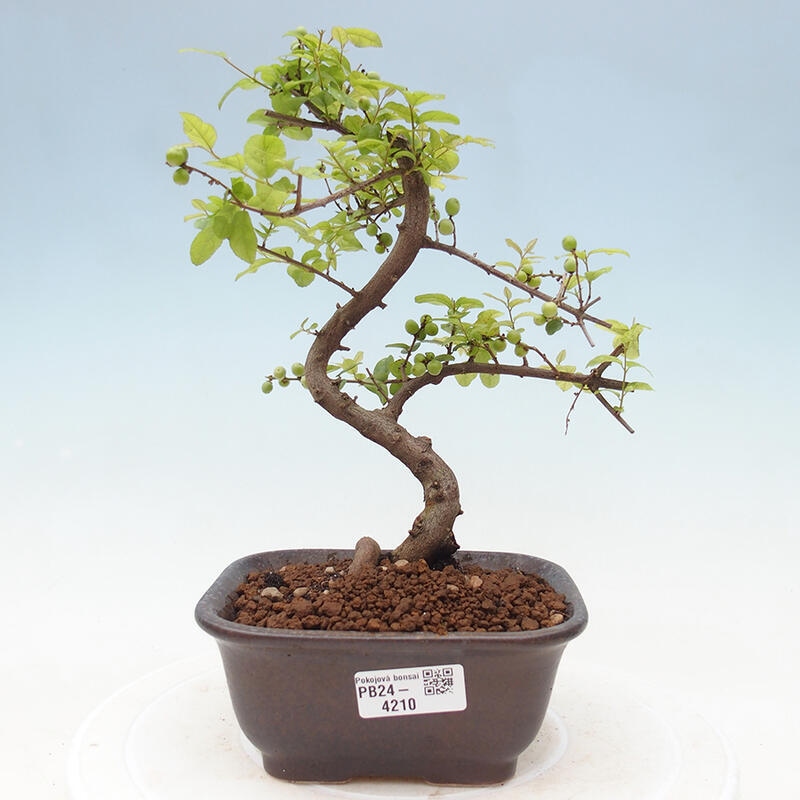 Zimmerbonsai - Sagerécie thea - Sagerécie thea