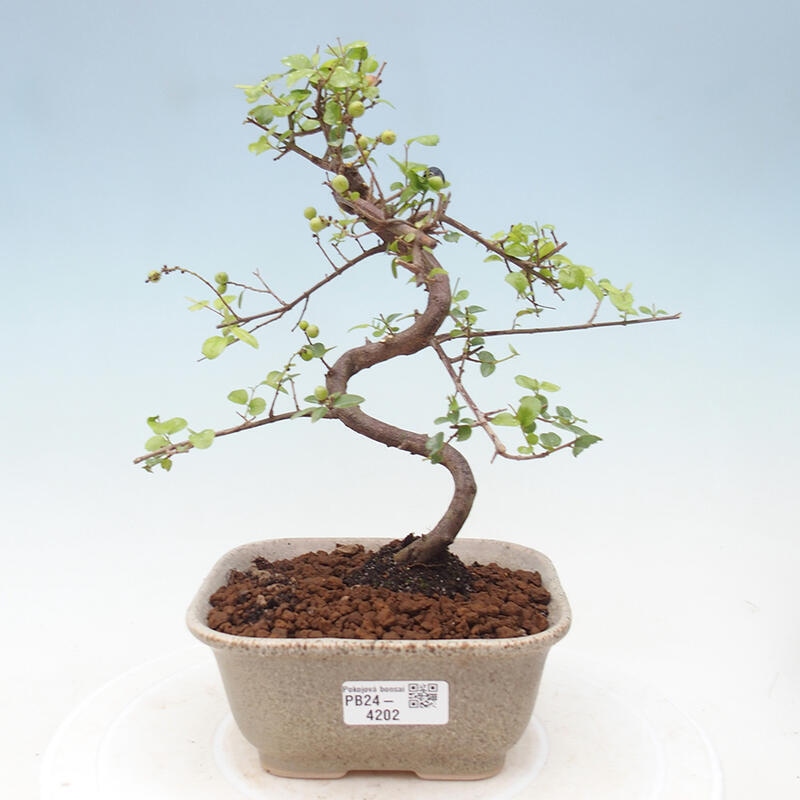 Zimmerbonsai - Sagerécie thea - Sagerécie thea