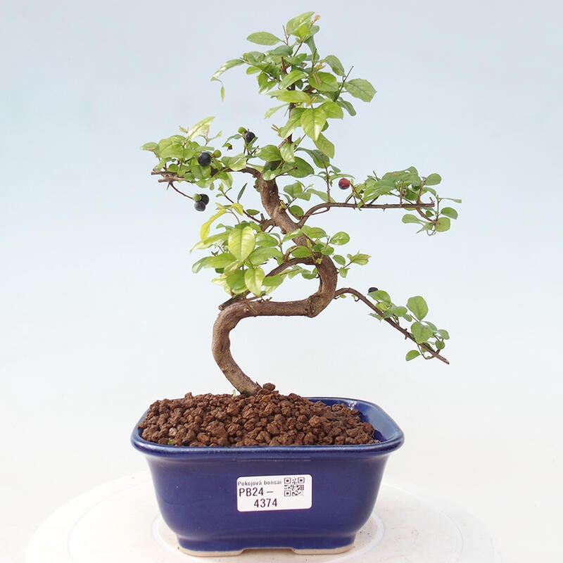 Zimmerbonsai - Sagerécie thea - Sagerécie thea