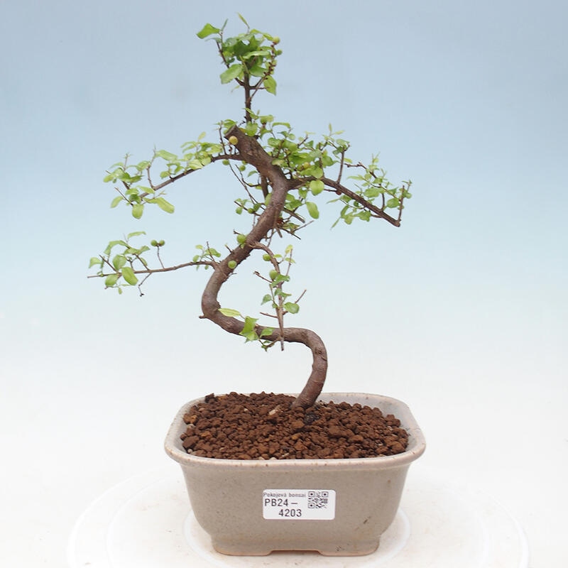 Zimmerbonsai - Sagerécie thea - Sagerécie thea