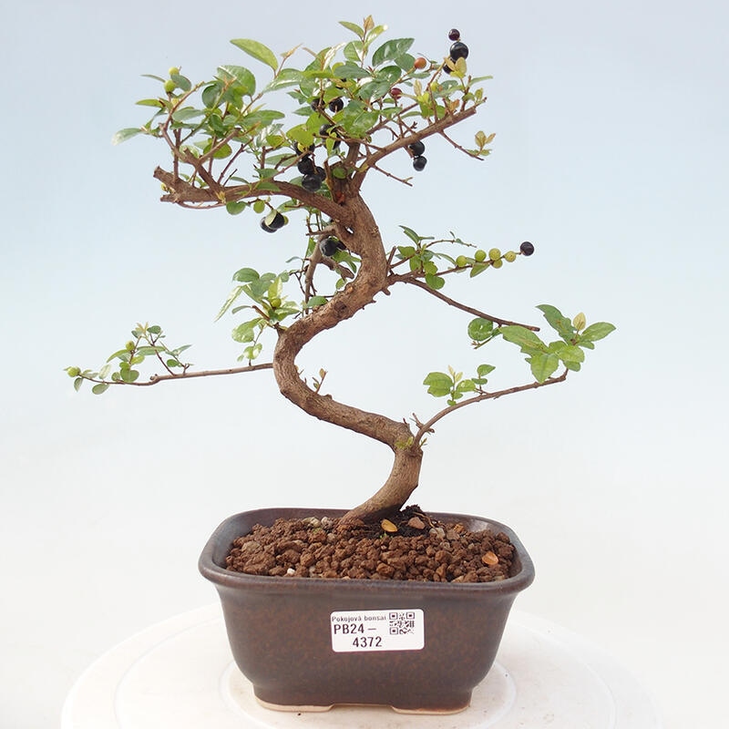 Zimmerbonsai - Sagerécie thea - Sagerécie thea