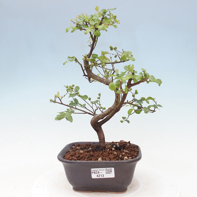 Zimmerbonsai - Sagerécie thea - Sagerécie thea