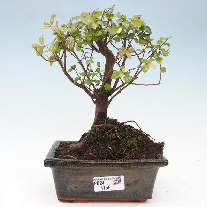 Zimmer Bonsai - Sagerécie thea - Sagerécie thea