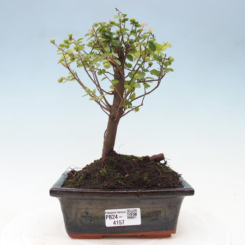 Zimmer Bonsai - Sagerécie thea - Sagerécie thea