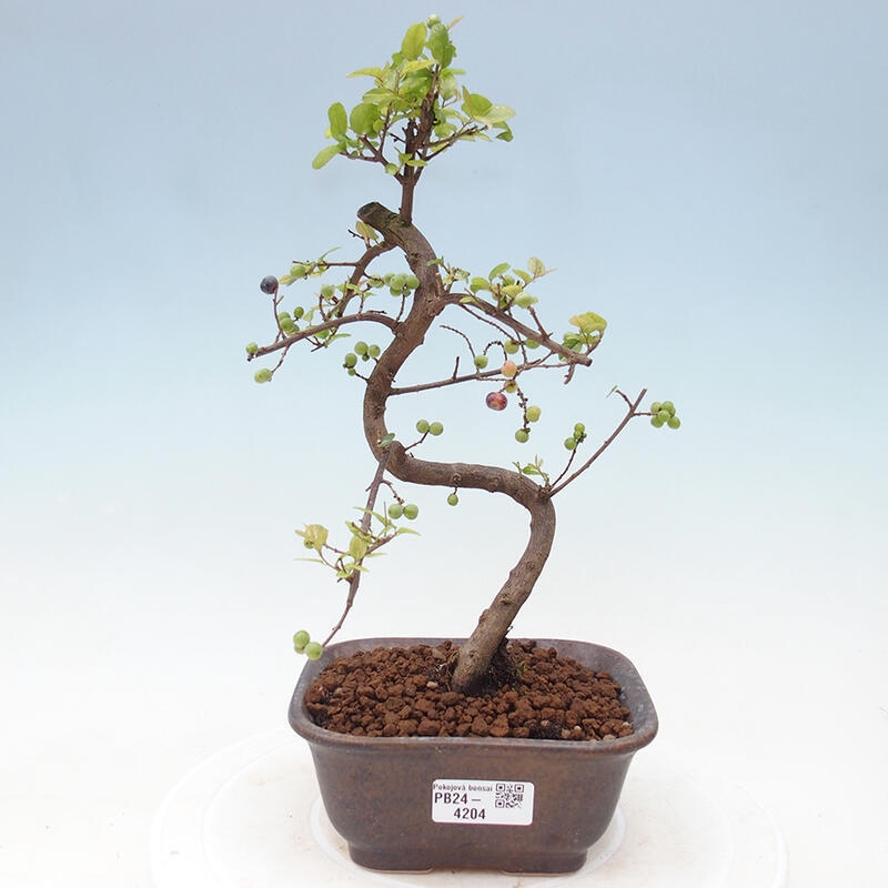 Zimmerbonsai - Sagerécie thea - Sagerécie thea