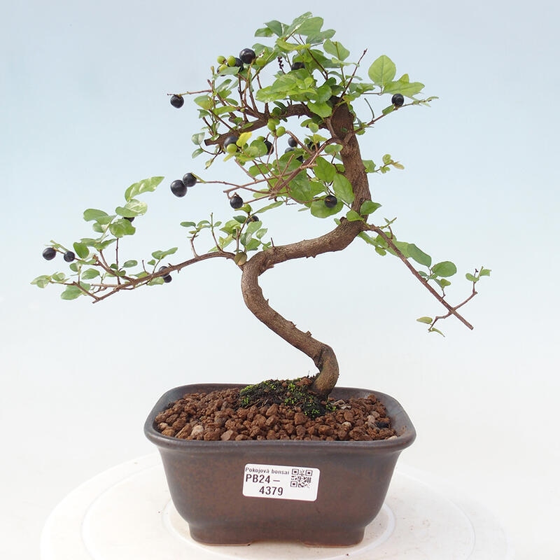 Zimmerbonsai - Sagerécie thea - Sagerécie thea