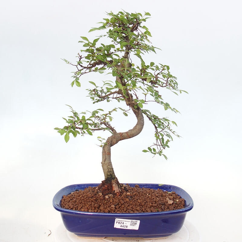 Zimmerbonsai - Ulmus parvifolia - Kleinblättrige Ulme