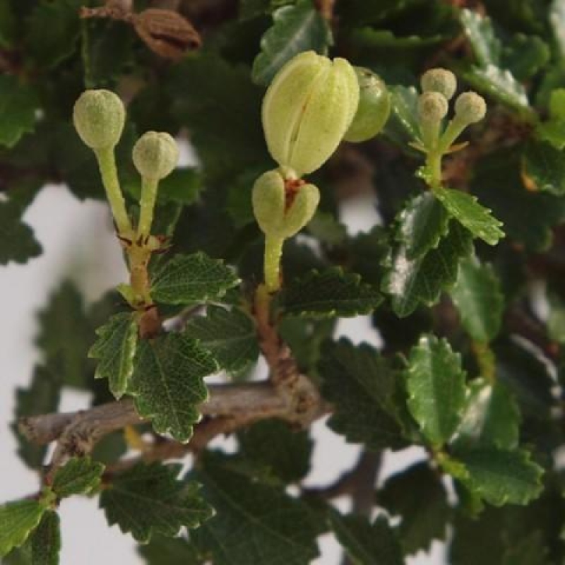 Zimmerbonsai - Ulmus parvifolia - Kleinblättrige Ulme